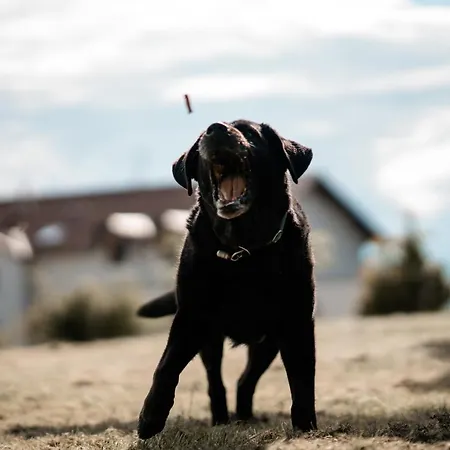 公寓 Urlaub Fuer Mensch Und Tier - Pirkhof *