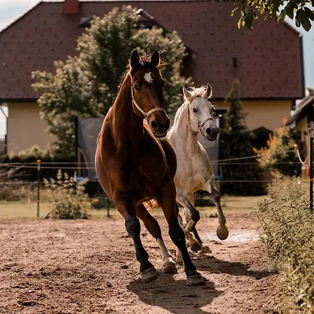 Urlaub Fuer Mensch Und Tier - Pirkhof