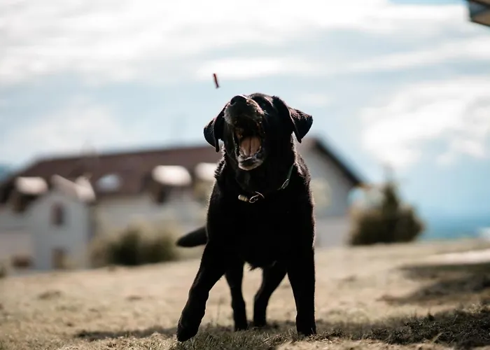 Apartman Urlaub Fuer Mensch Und Tier - Pirkhof *
