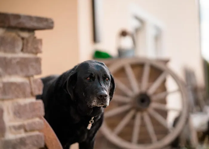 Urlaub Fuer Mensch Und Tier - Pirkhof *